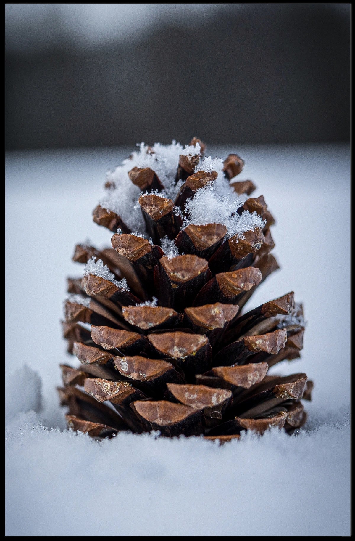 Winter Pinecone Poster