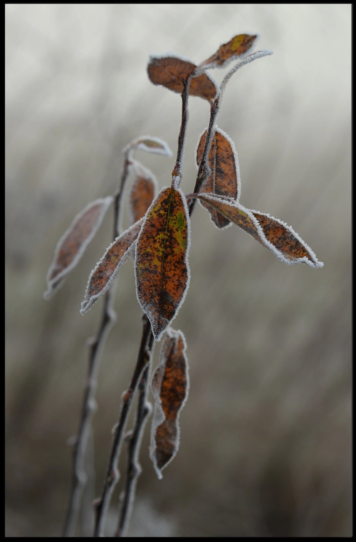 Frost-Covered Autumn Leaves Nature Poster