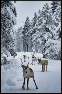 Winter Wonderland With Reindeer Poster