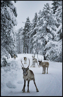 Winter Wonderland With Reindeer Poster