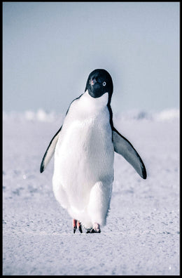 Penguin On Ice Poster