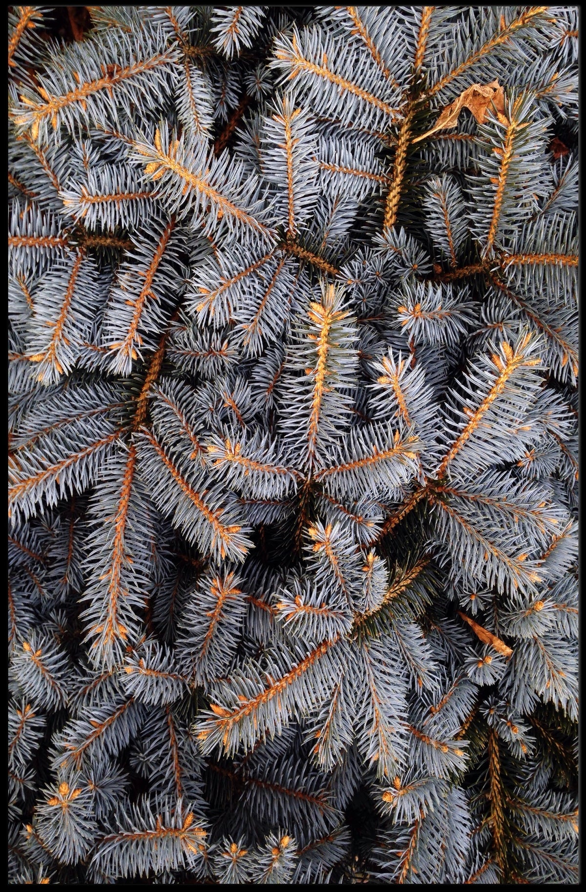 Evergreen Nature Tranquility Photorealistic National Park Poster