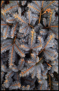 Evergreen Nature Tranquility Photorealistic National Park Poster