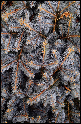 Evergreen Nature Tranquility Photorealistic National Park Poster