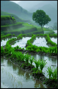 Peaceful Terraced Rice Paddies in Rainy Rural Landscape Poster PosterGoat