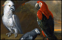 Exotic Parrots in Jungle Wildlife Animal Poster