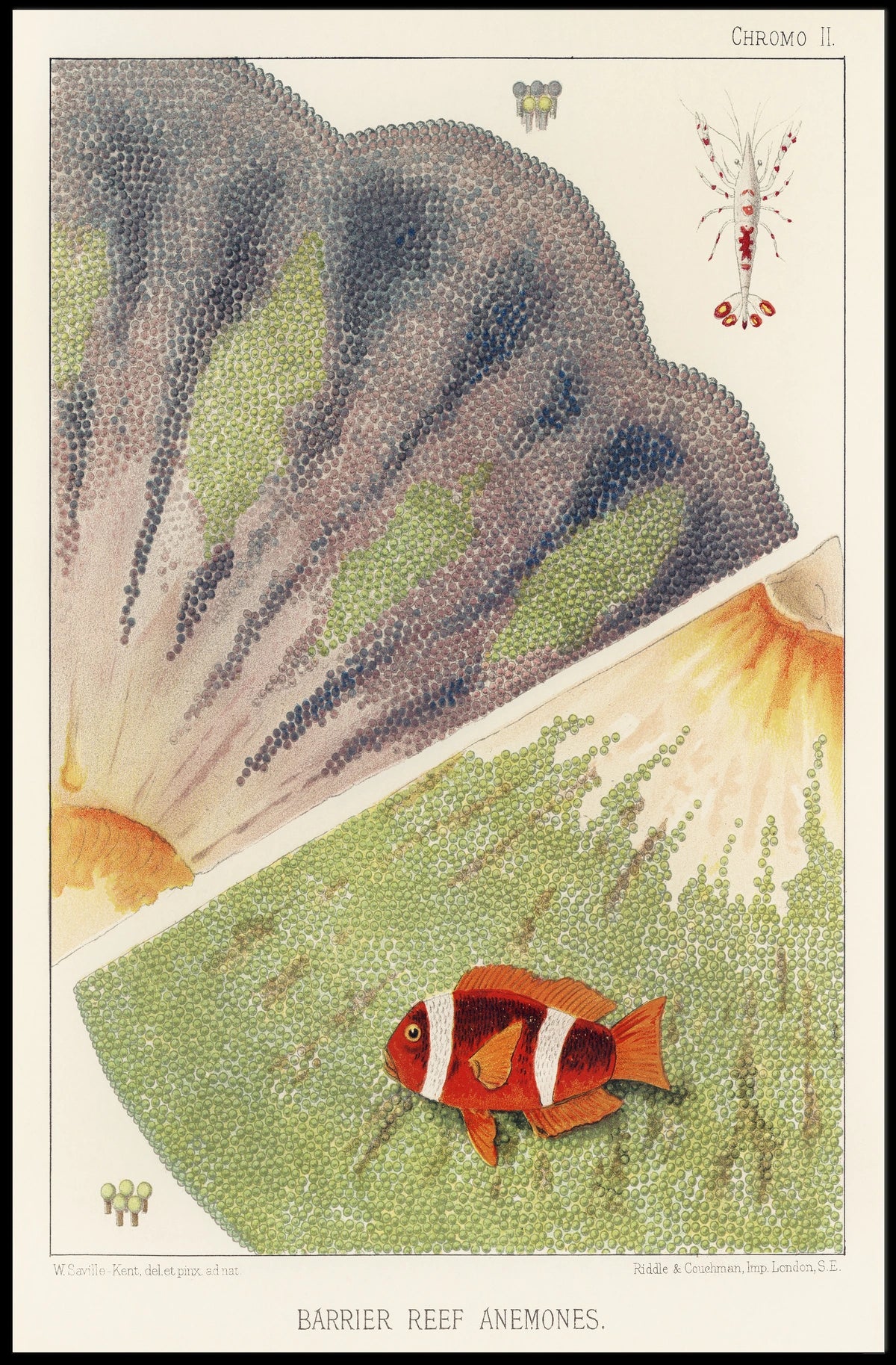 Barrier Reef Anemones Poster