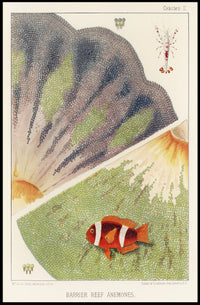 Barrier Reef Anemones Poster