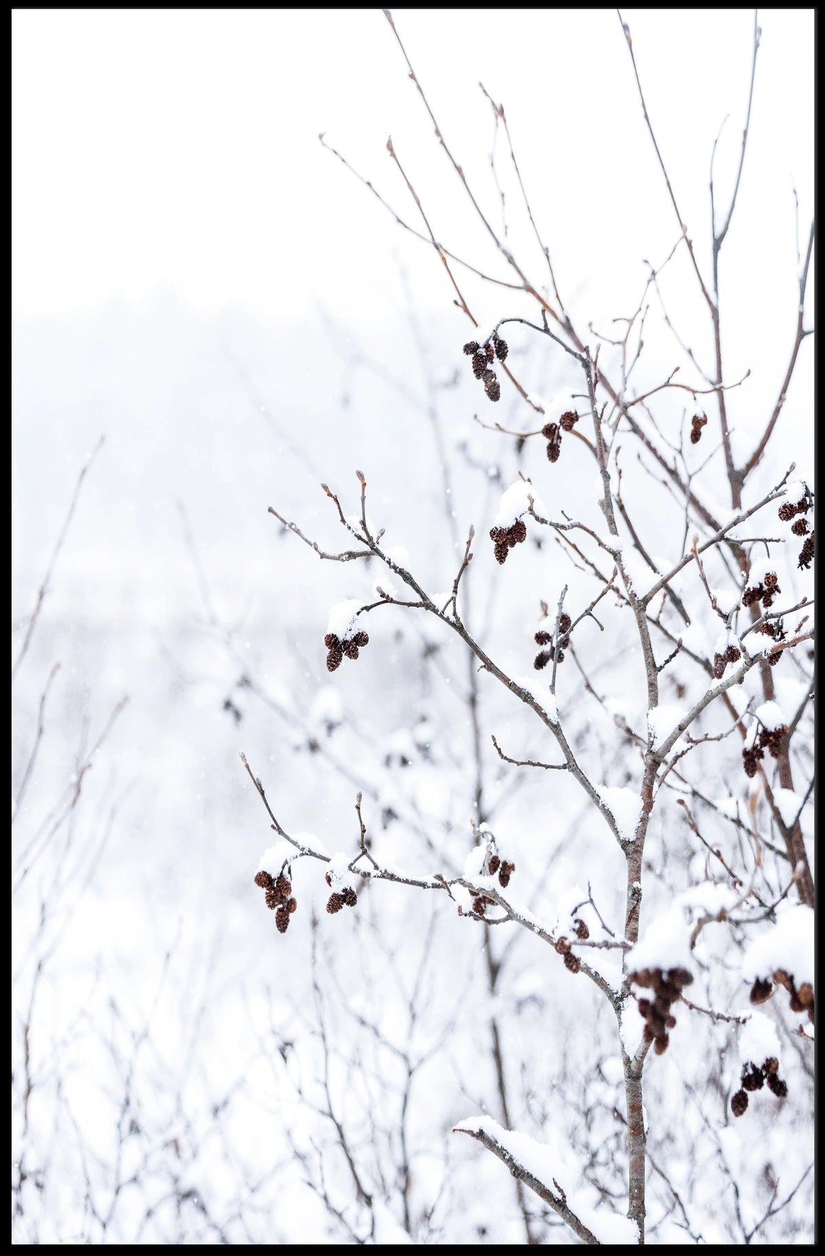 Winter Serenity Poster