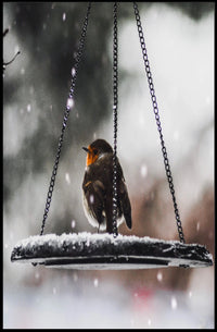 Winter Serenity: Bird on Swing Animal Poster