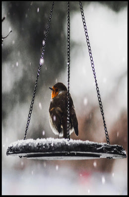Winter Serenity: Bird on Swing Animal Poster