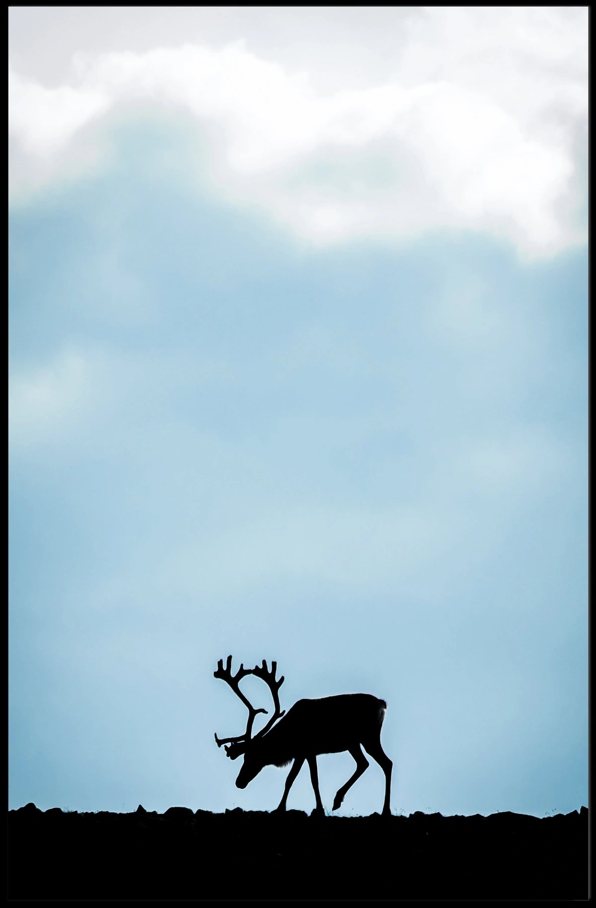 Silhouette Of A Reindeer Poster