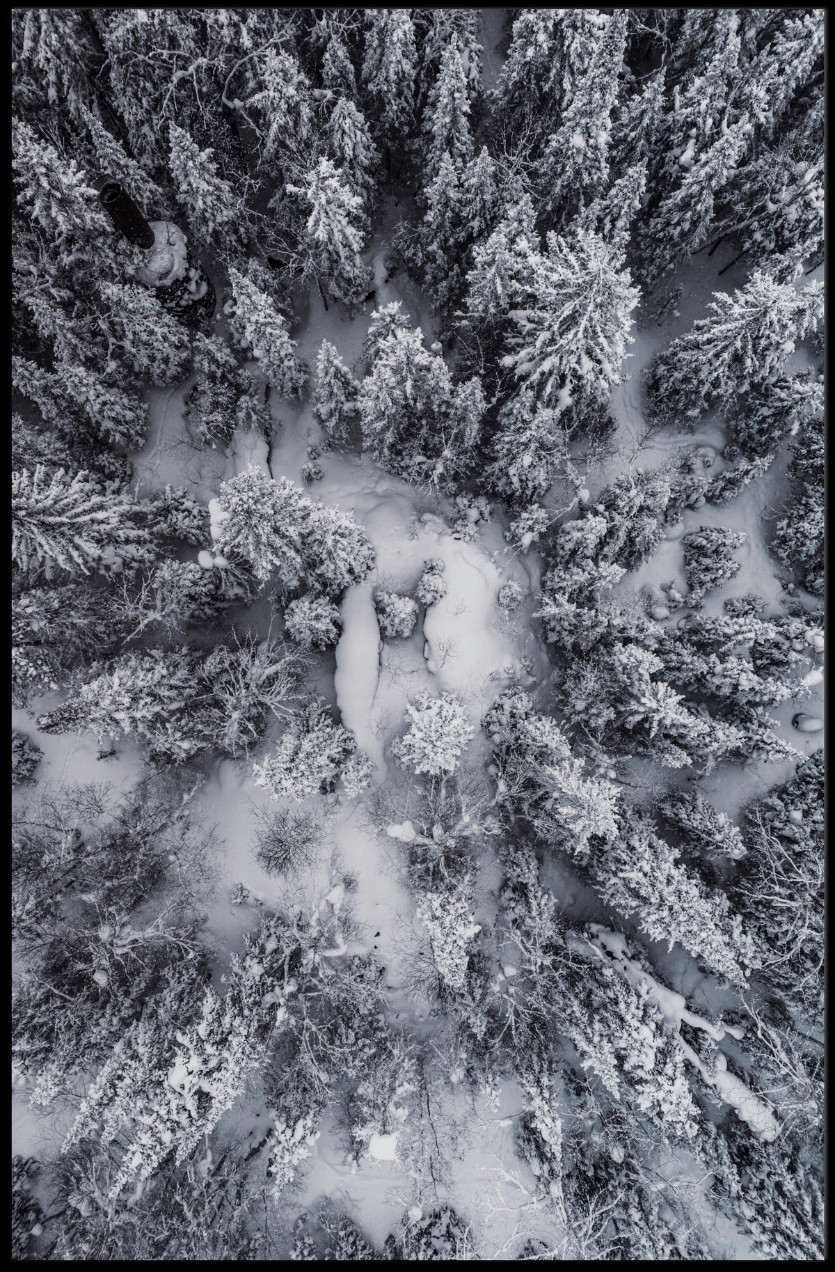 Winter Aerial Snowy Forest Scene National Park Poster