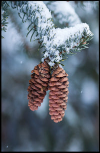 Winter Serenity Pine Cones National Park Poster