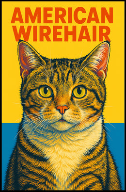 American Wirehair Cat Poster