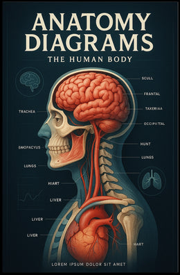 Anatomy Diagrams The Human Body Poster