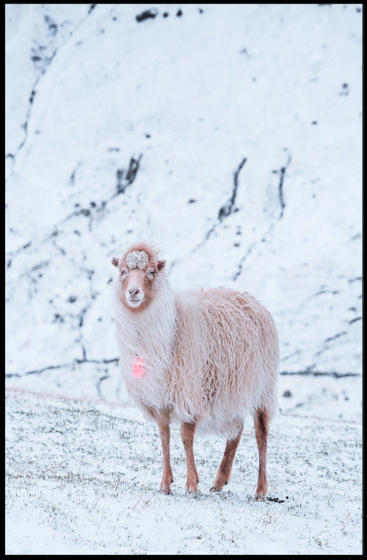 Winter Serenity A Lone Sheep Poster