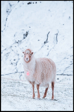 Winter Serenity A Lone Sheep Poster