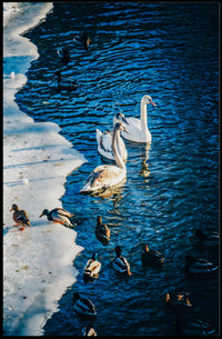 Winter Serenity On The Lake Poster