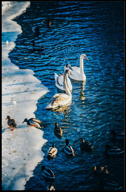 Winter Serenity On The Lake Poster
