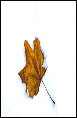 AutumnS Contrast Poster