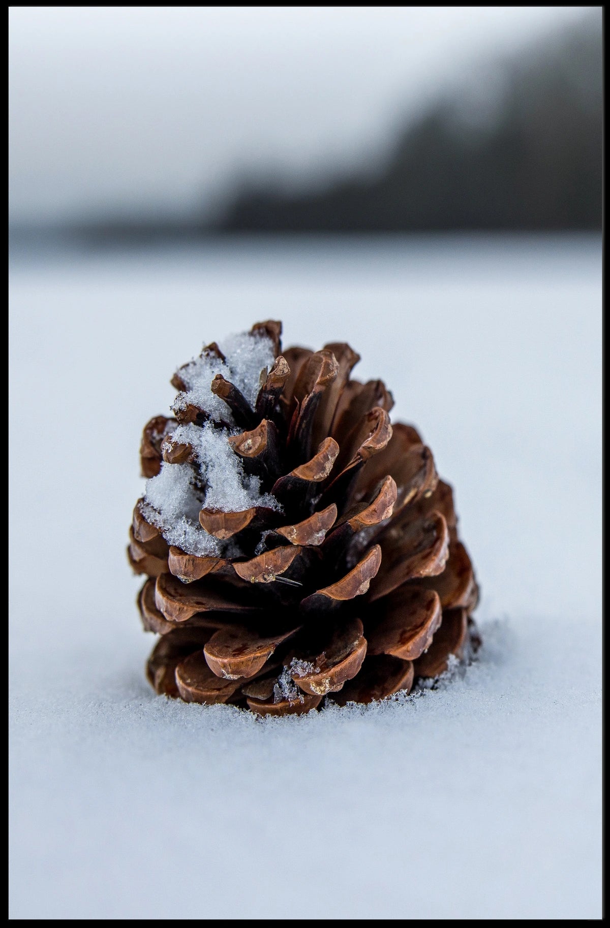 Pine Cone In Snow Poster