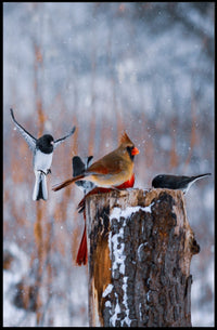 Winter Birds In Flight Poster