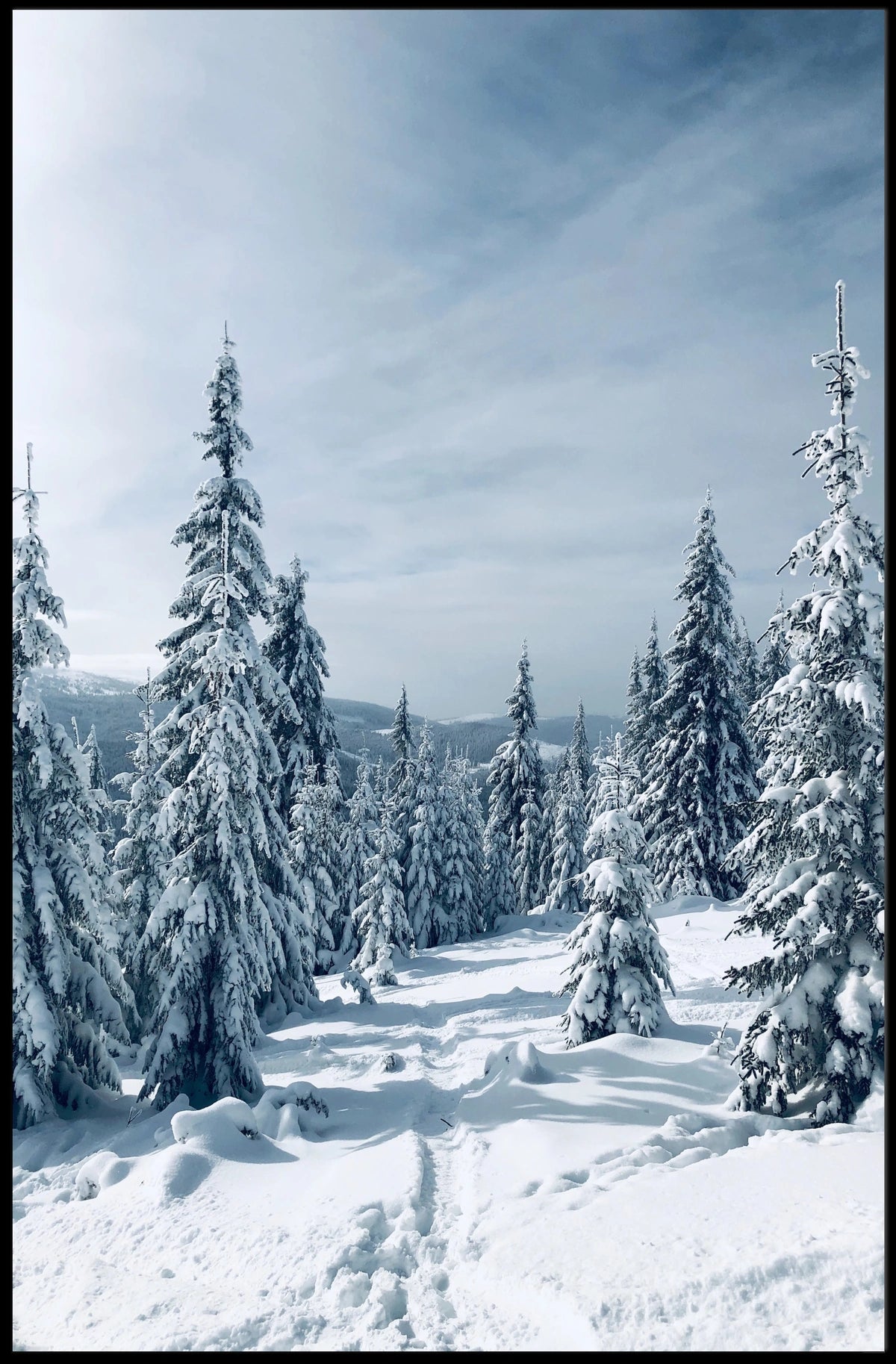 Serene Winter Forest Scene: National Park Poster