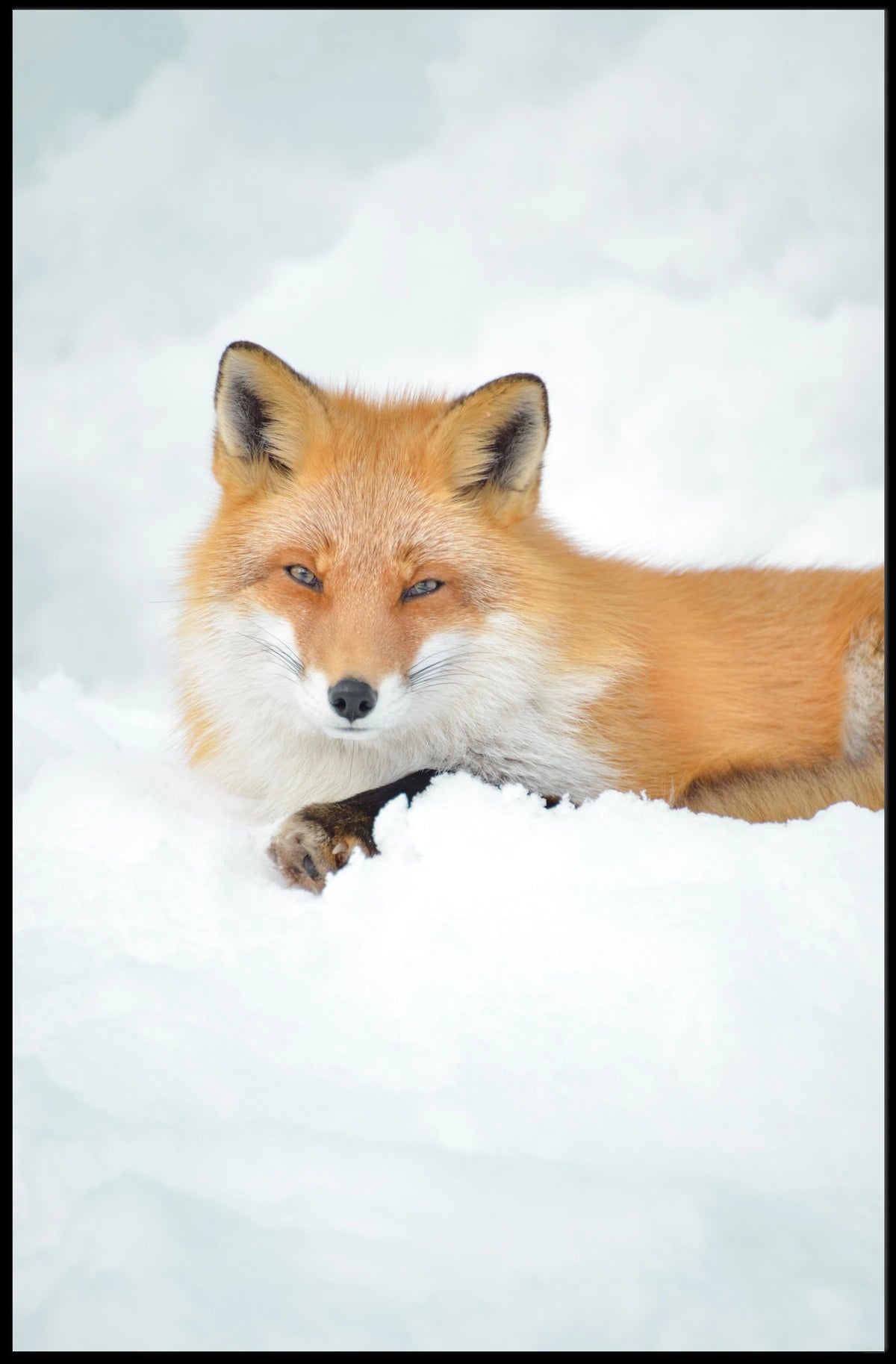 Winter Fox Serenity Poster