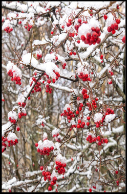 Wintry Red Berries Artwork - Abstract or Artistic Poster