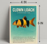 Clown Loach Fish Wall Art Print Decor PosterGoat