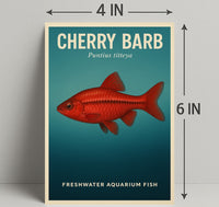 Cherry Barb Freshwater Aquarium Fish Poster PosterGoat