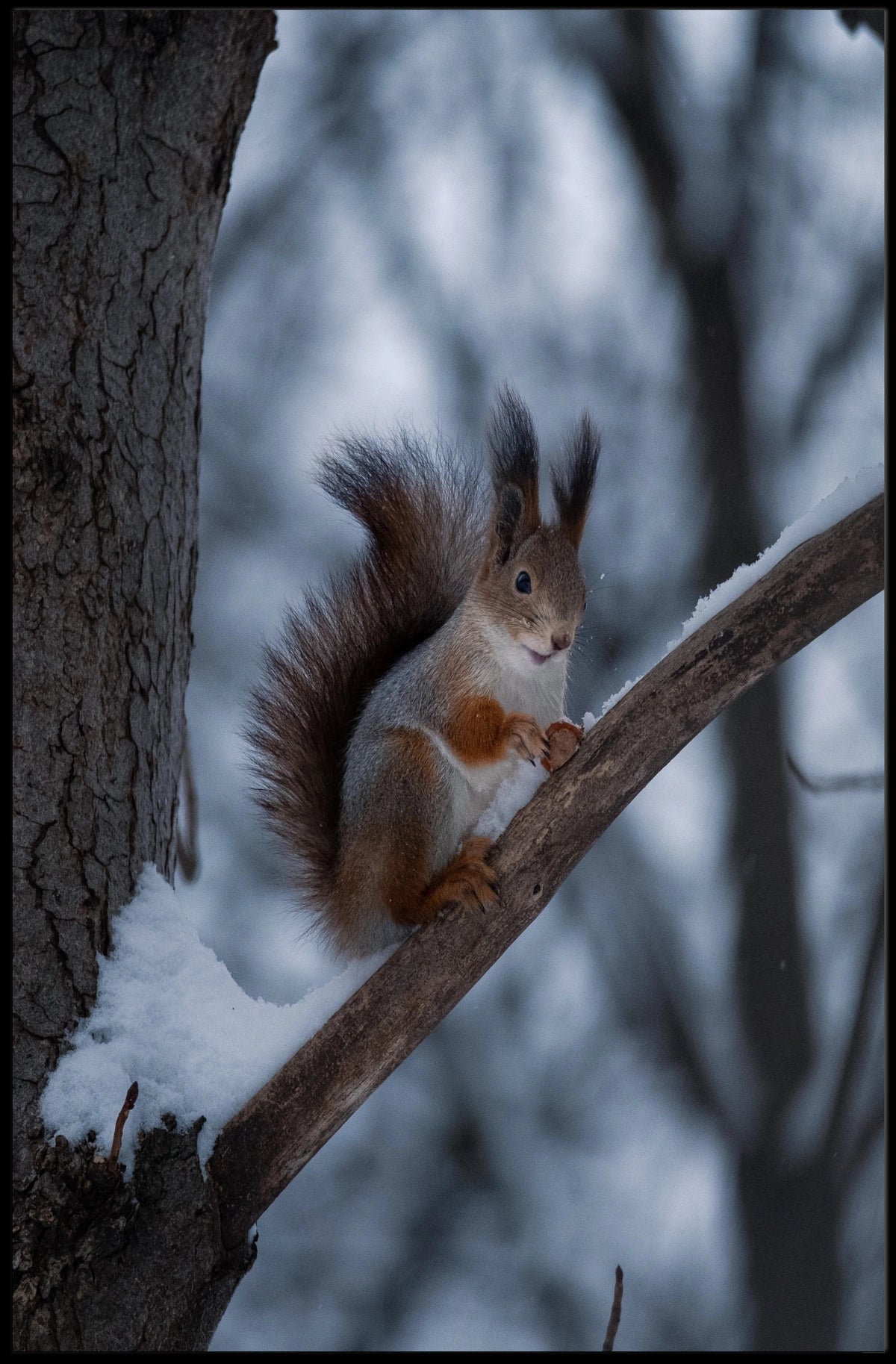 Squirrel on Snowy Branch Animal Poster