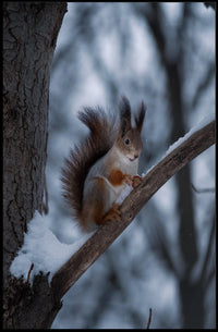 Squirrel on Snowy Branch Animal Poster