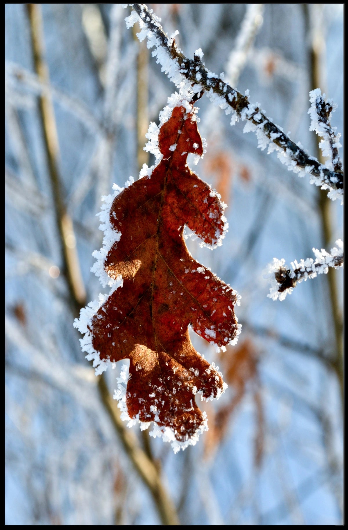 Frosty Leaf In Winter Poster
