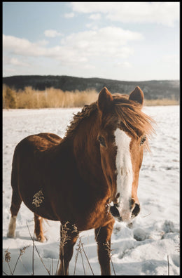 Winter Horse in the Snow Poster