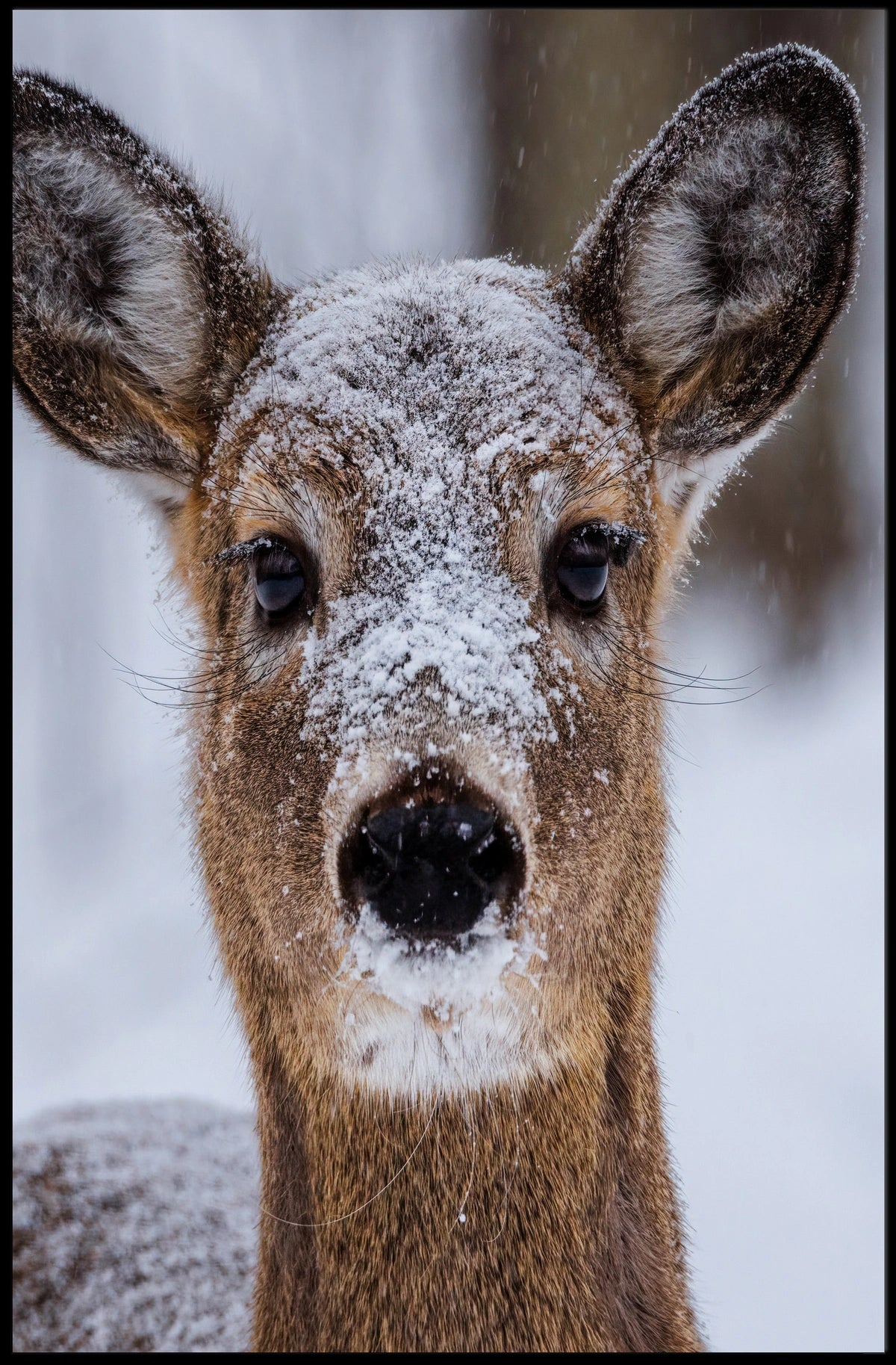 Winter Wonder Poster