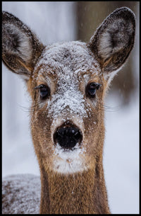 Winter Wonder Poster