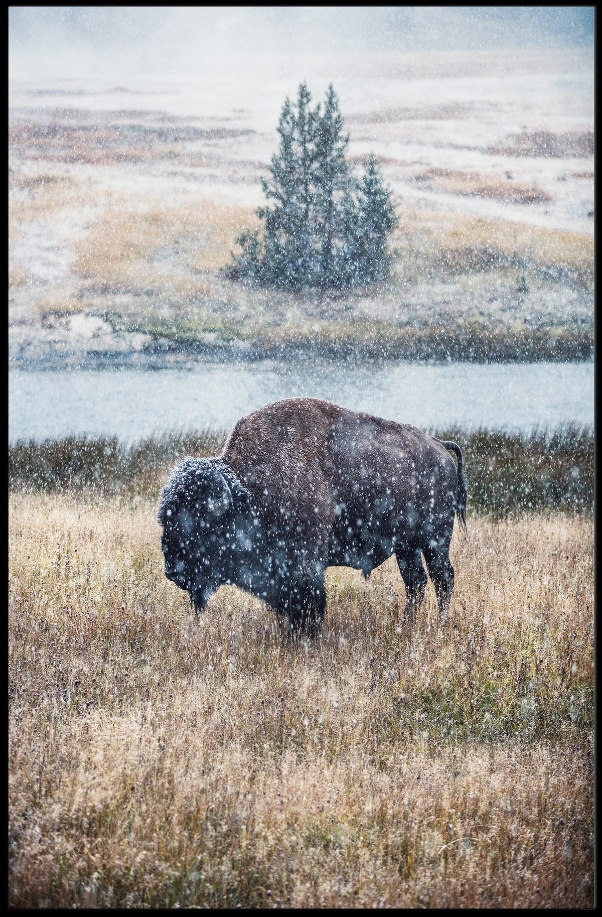 Majestic Bison In Winter Poster