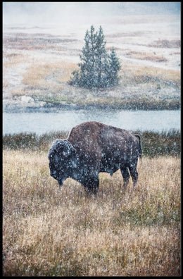 Majestic Bison In Winter Poster