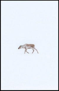 Solitary Reindeer In Snow Poster