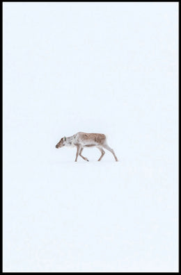 Solitary Reindeer In Snow Poster