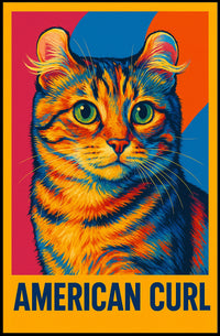 American Curl Poster