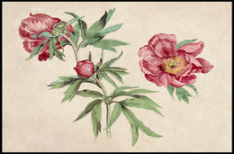 Botanical Elegance Red-Peony Flowers Vintage Artistic Poster