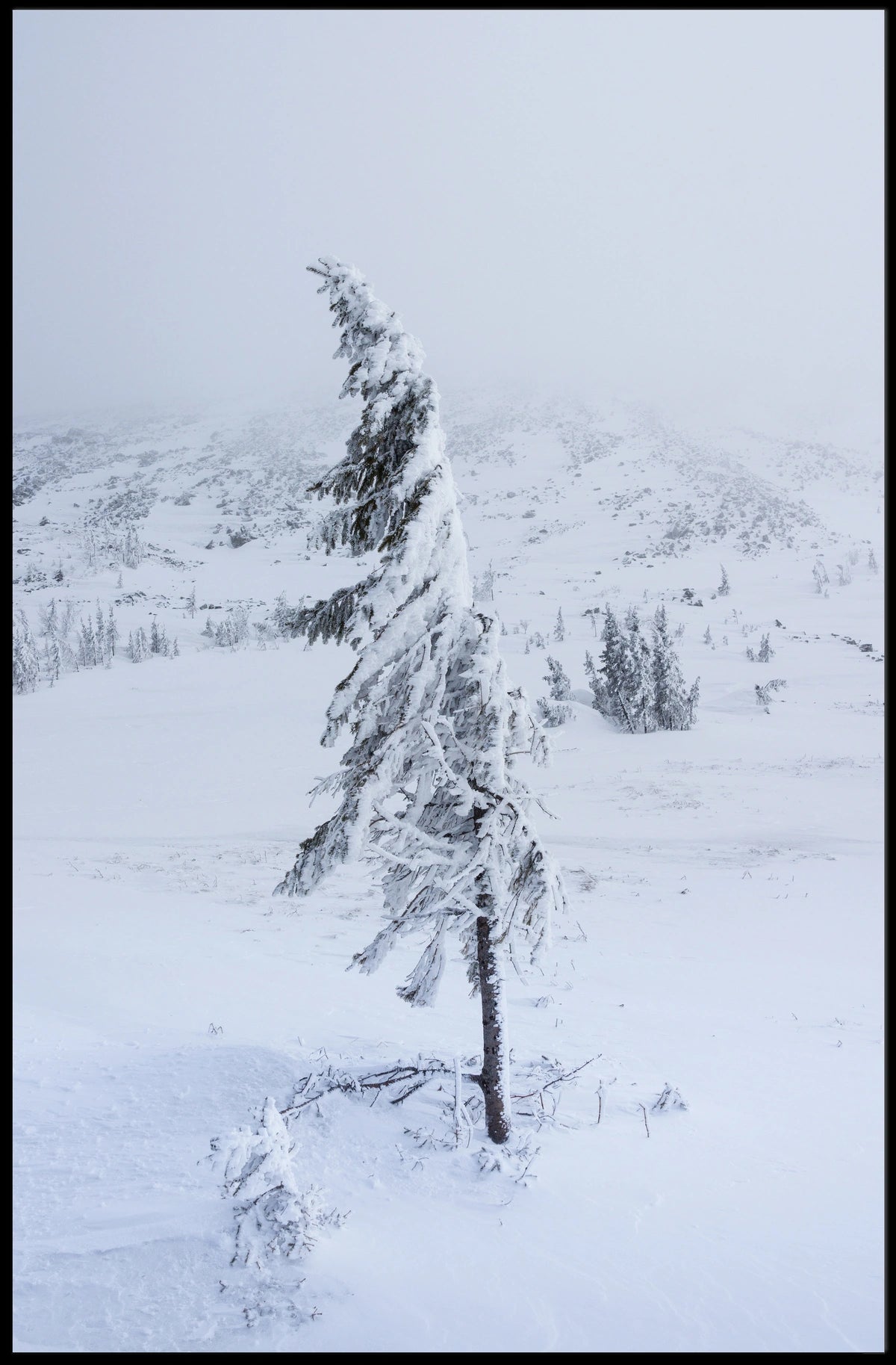 Solitary Snow-Covered Tree Poster