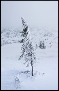 Solitary Snow-Covered Tree Poster