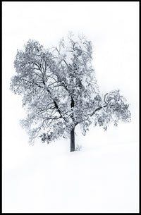 Winter Solitude Poster