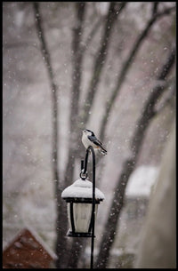 Winter Bird on Snow-Covered Lantern: Animal Poster