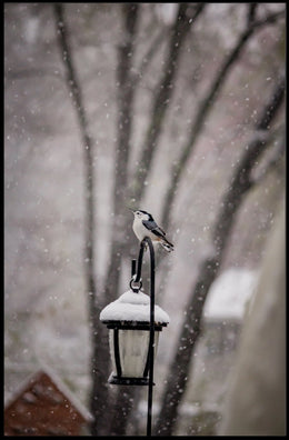 Winter Bird on Snow-Covered Lantern: Animal Poster