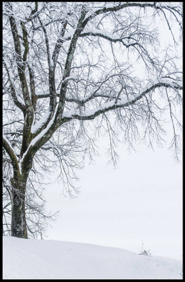 Winter Serenity Poster
